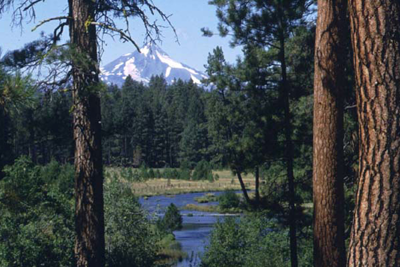 Discover Your Forest Todd Lake Project Donation